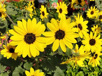 Close-up of yellow flowers blooming outdoors