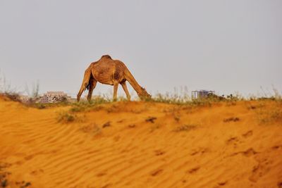 Horse on sand dune in desert against sky