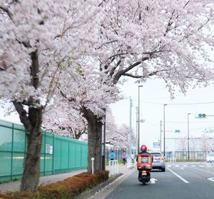 Cherry blossoms in city