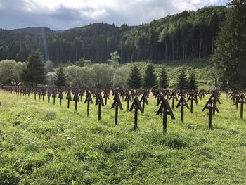 Panoramic shot of trees on field against sky