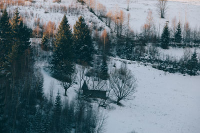 Bare trees on snow covered landscape