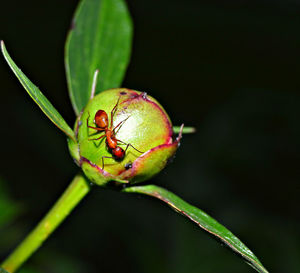 Close-up of insect on plant