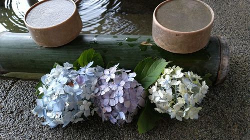 High angle view of white roses in bowl