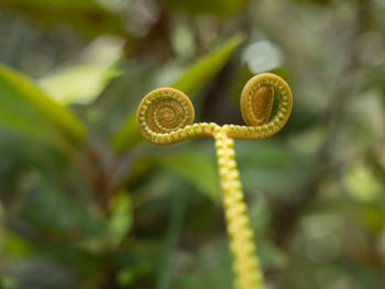 Close-up of fresh green plant