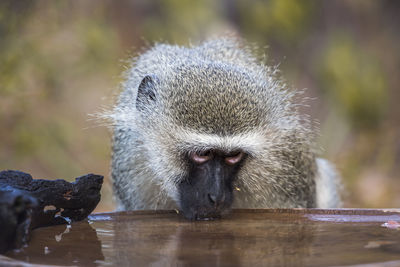 Close-up portrait of a monkey