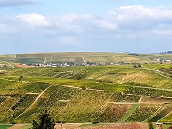 Scenic view of agricultural field against sky