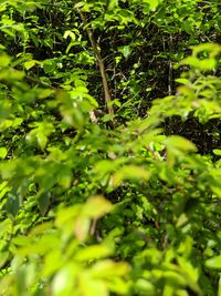 Close-up of green leaves