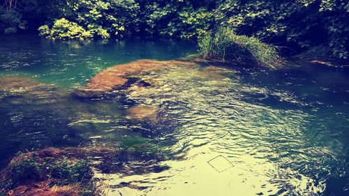 Reflection of trees in water