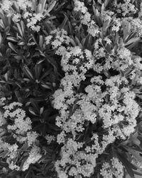 Close-up of flowers