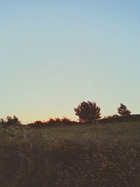 Scenic view of field against clear sky