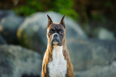 Close-up portrait of dog standing against rock formation