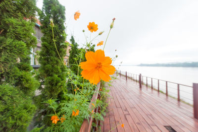 View of yellow flower growing by sea against clear sky