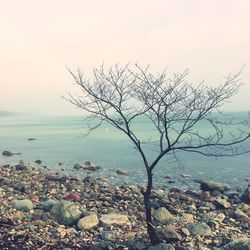 Bare tree on rocks by sea against sky