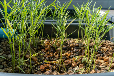 Close-up of fresh green plants