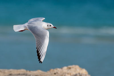 Seagull flying over sea