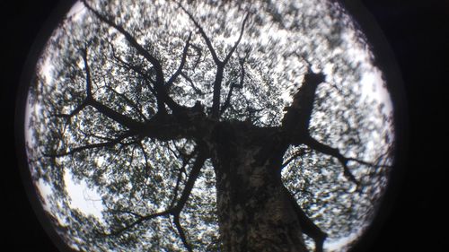 Low angle view of bare trees against sky