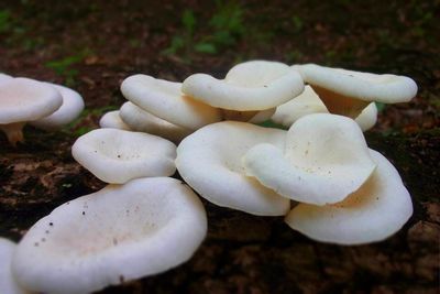 Close-up of white flowers