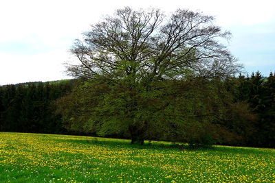 Scenic view of green field against sky