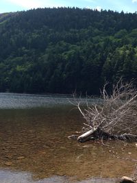 Reflection of trees in water