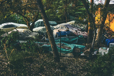 Plants and trees in forest