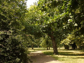 Trees on landscape