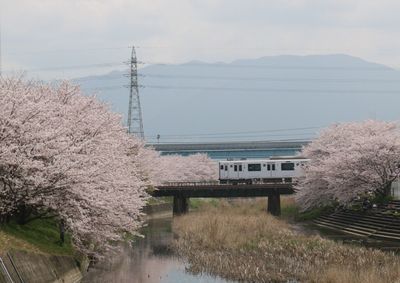 Metro train on railway bridge amidst cherry blossom trees against mountain