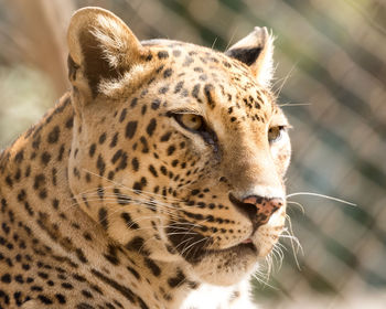 Close-up of leopard 