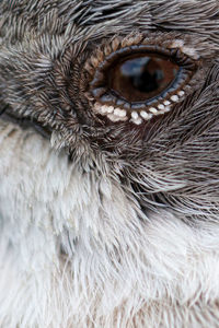 Close-up portrait of a bird