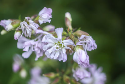 Close-up of purple flowering plant