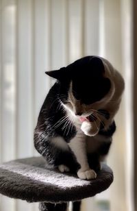 Close-up of black cat sitting on floor