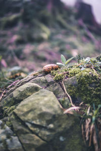 Close-up of insect on plant