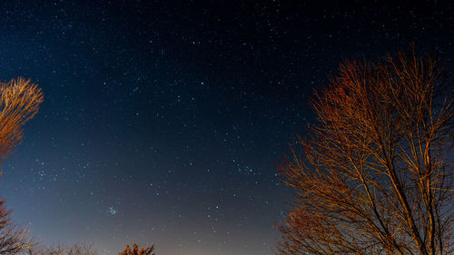 Low angle view of trees against sky at night