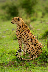 Cheetah sits in profile on grassy mound