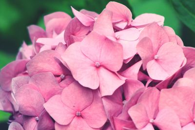 Close-up of pink hydrangea flowers