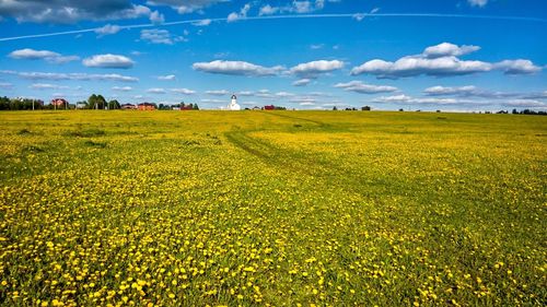 Scenic view of field against sky
