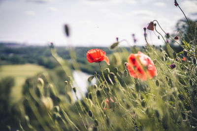 Close-up of red poppy flowers growing on field