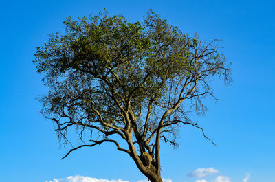 Low angle view of tree against blue sky