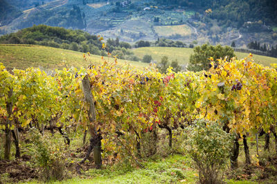 Plants on countryside landscape