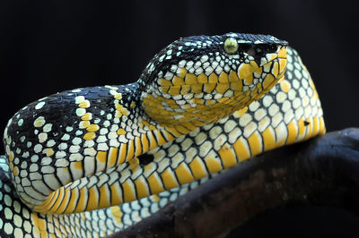 Close-up of a turtle