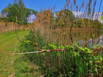 Plants growing on field by lake