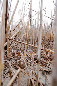 Close-up of dry plants on land