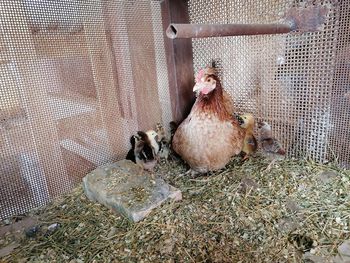 View of birds in cage