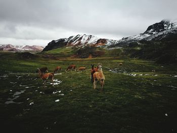 Dogs on snow field against sky