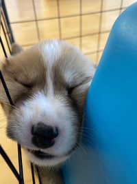 Close-up portrait of a dog