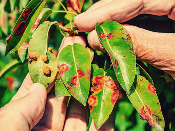 Red dots disease of pear leaves. puccinia recondita spots. gardener shows damage to rot and parasite