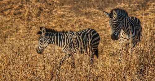 Zebra standing on grass