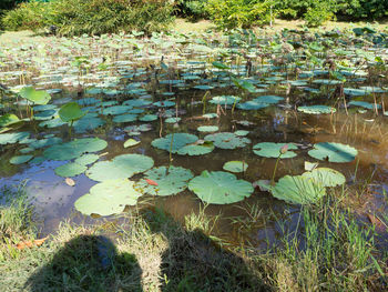 View of lily pads in lake