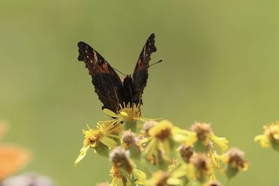 Close-up of butterfly pollinating flower