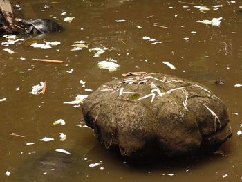 High angle view of turtle in water