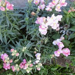 Close-up of pink flowers